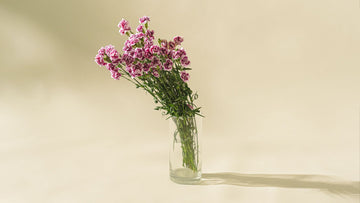 Spray Carnation